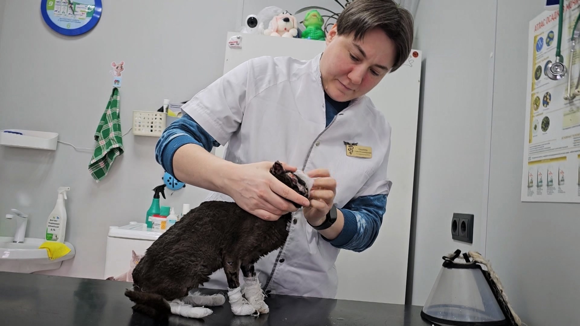 Вытащили с того света: как в Челябинской области спасли бездомного кота