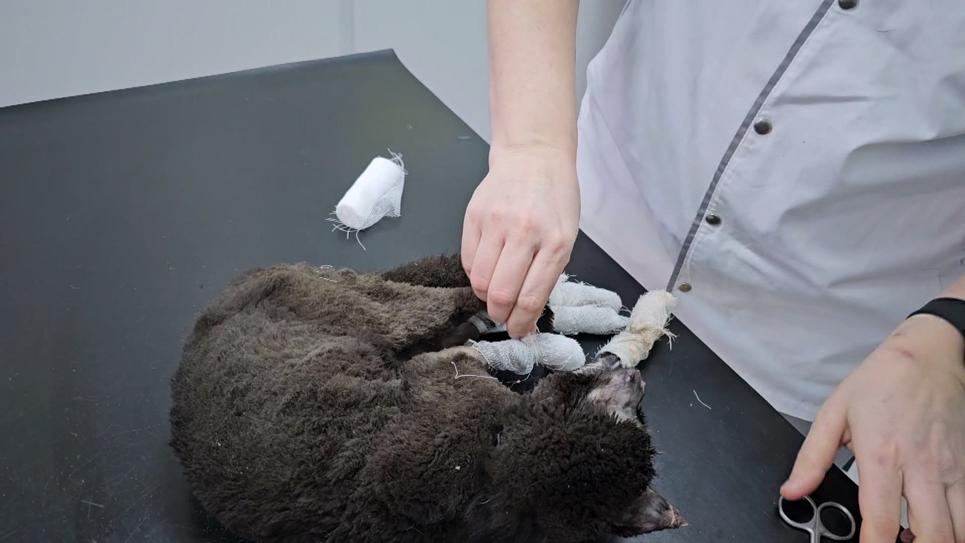 Вытащили с того света: как в Челябинской области спасли бездомного кота