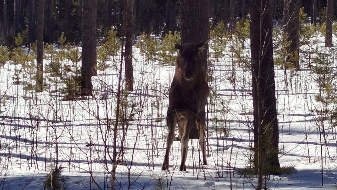 В Златоусте лось забрел в город и не хотел возвращаться обратно в лес