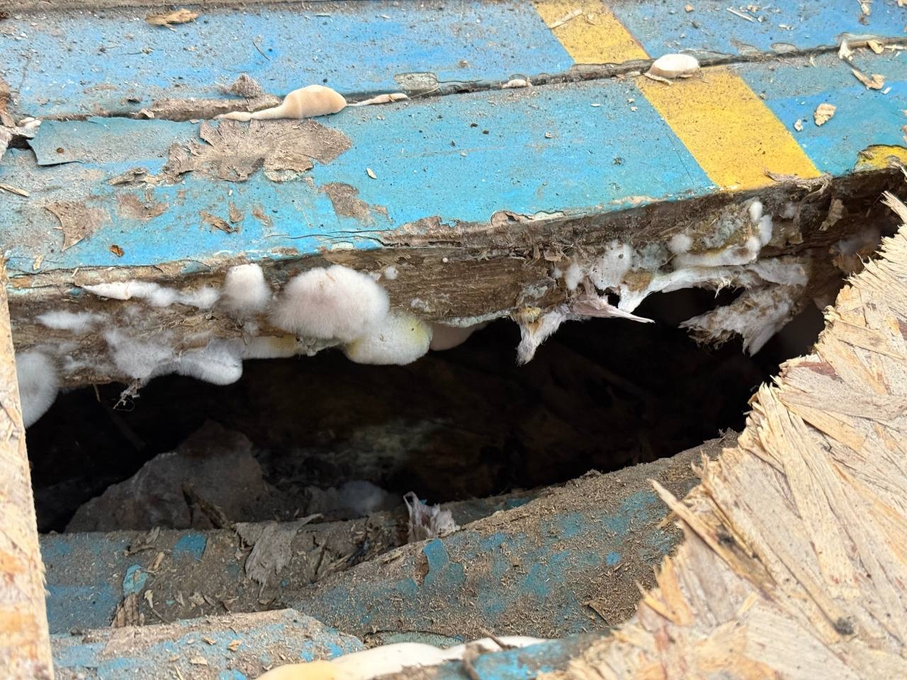 Многодетная семья из Коркино месяцами жила в частном доме с опасным грибком Многодетная семья из Коркино месяцами жила в частном доме с опасным грибком