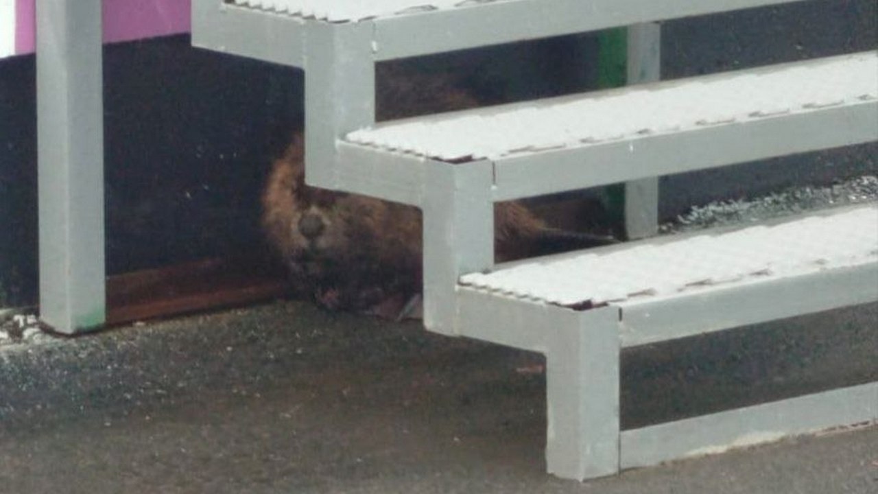 Агрессивного бобра поймали спасатели в Челябинской области