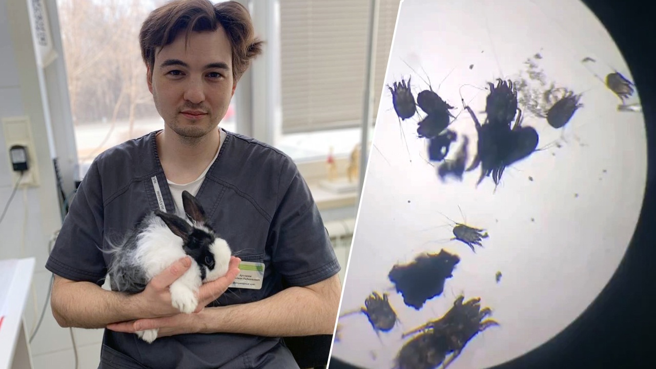 Челябинские ветеринары спасли декоративного кролика от колонии ушных клещей 