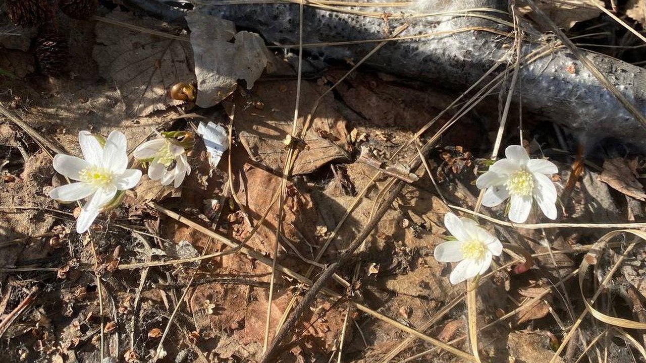 В горах Челябинской области распустились первоцветы