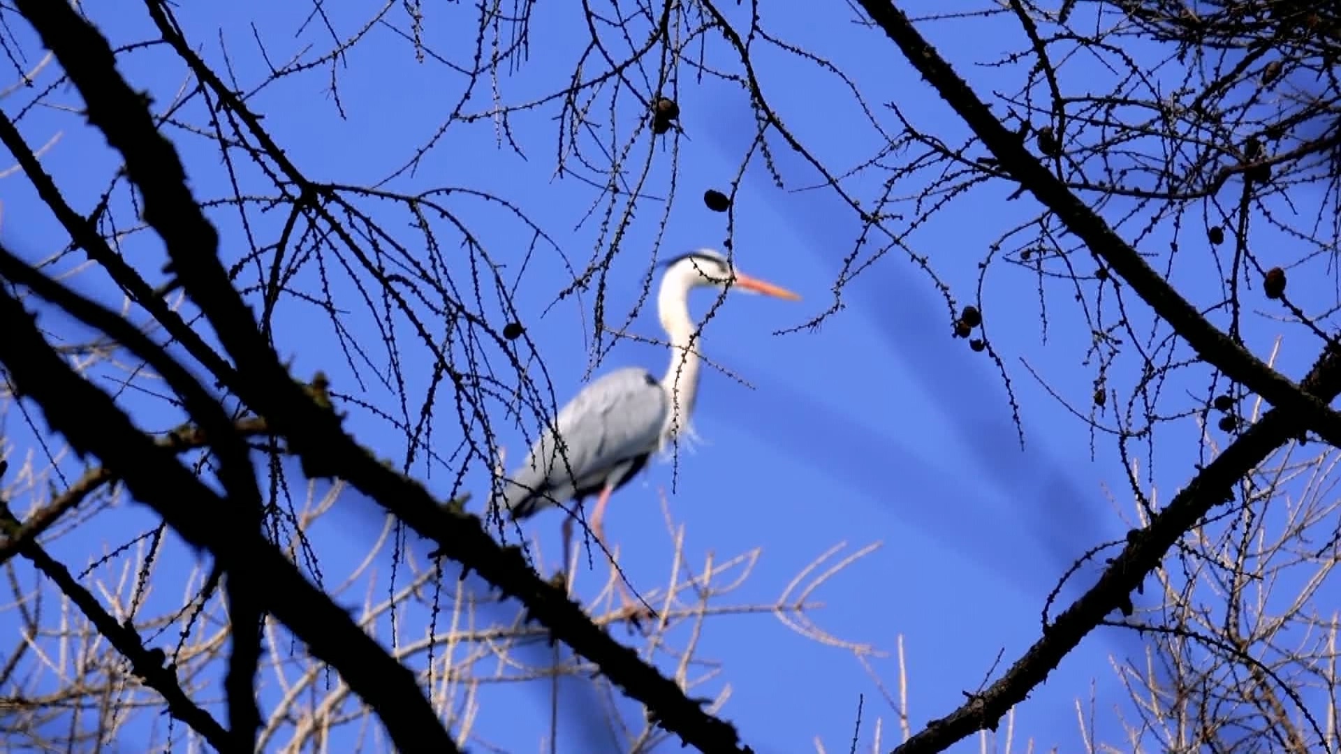 Серые цапли после зимовки вернулись в Челябинскую область