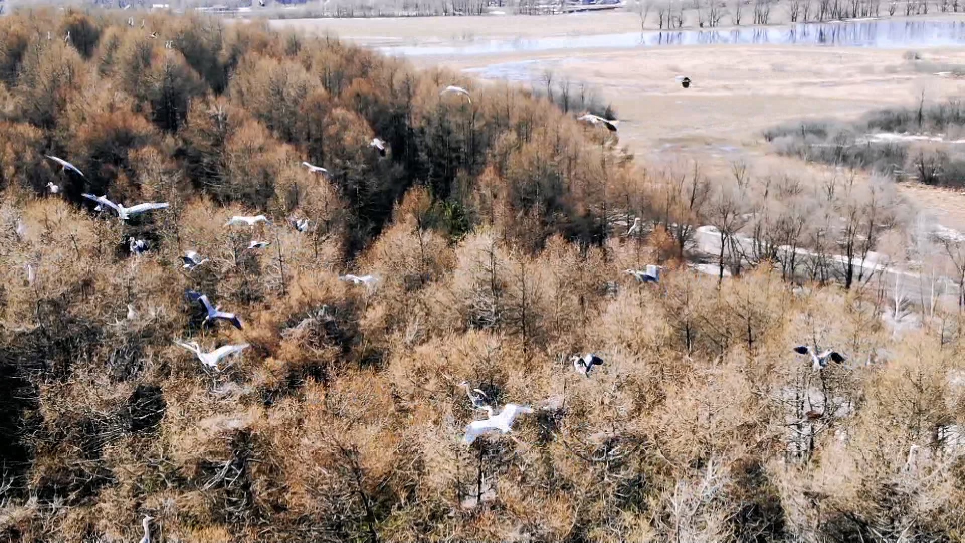 Серые цапли после зимовки вернулись в Челябинскую область