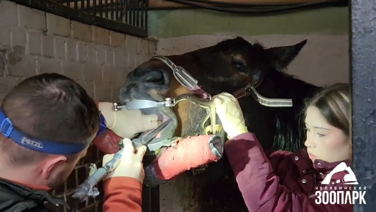 Гигиена для животных: как чистят зубы лошадям показали в зоопарке Челябинска