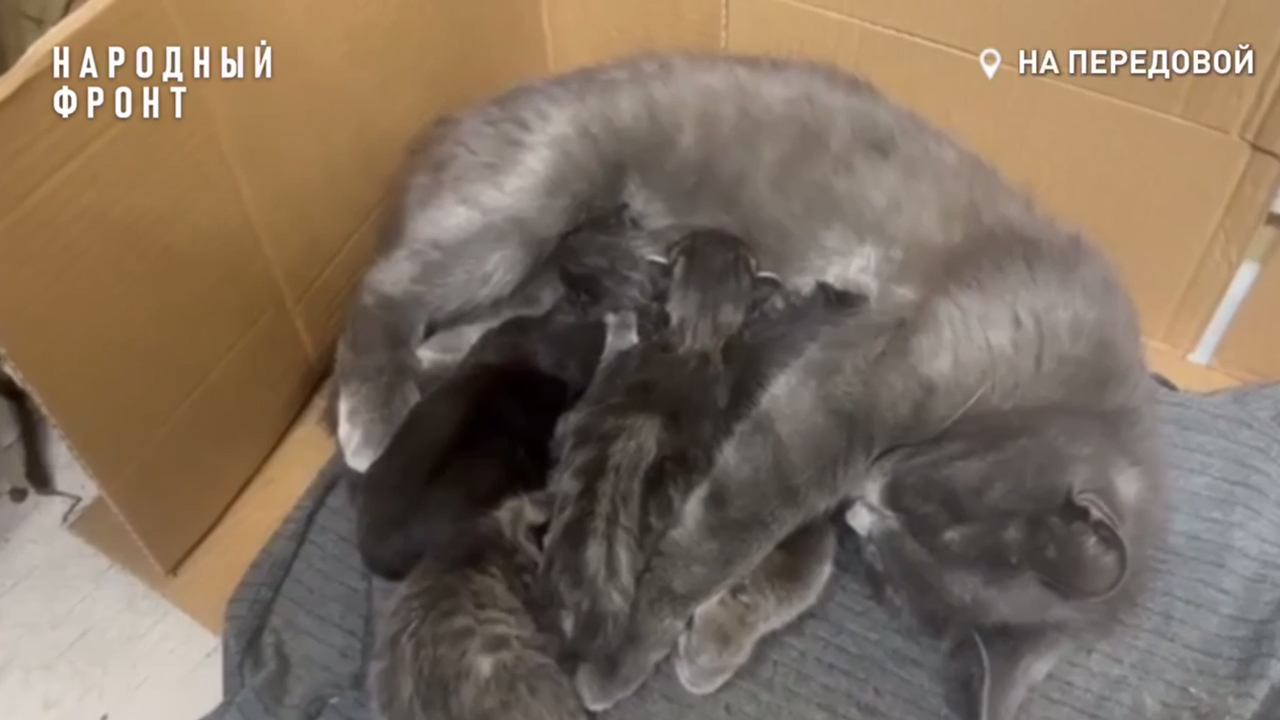 Пушистое пополнение: бойцы СВО назвали новорожденных котят Челябой и Победой