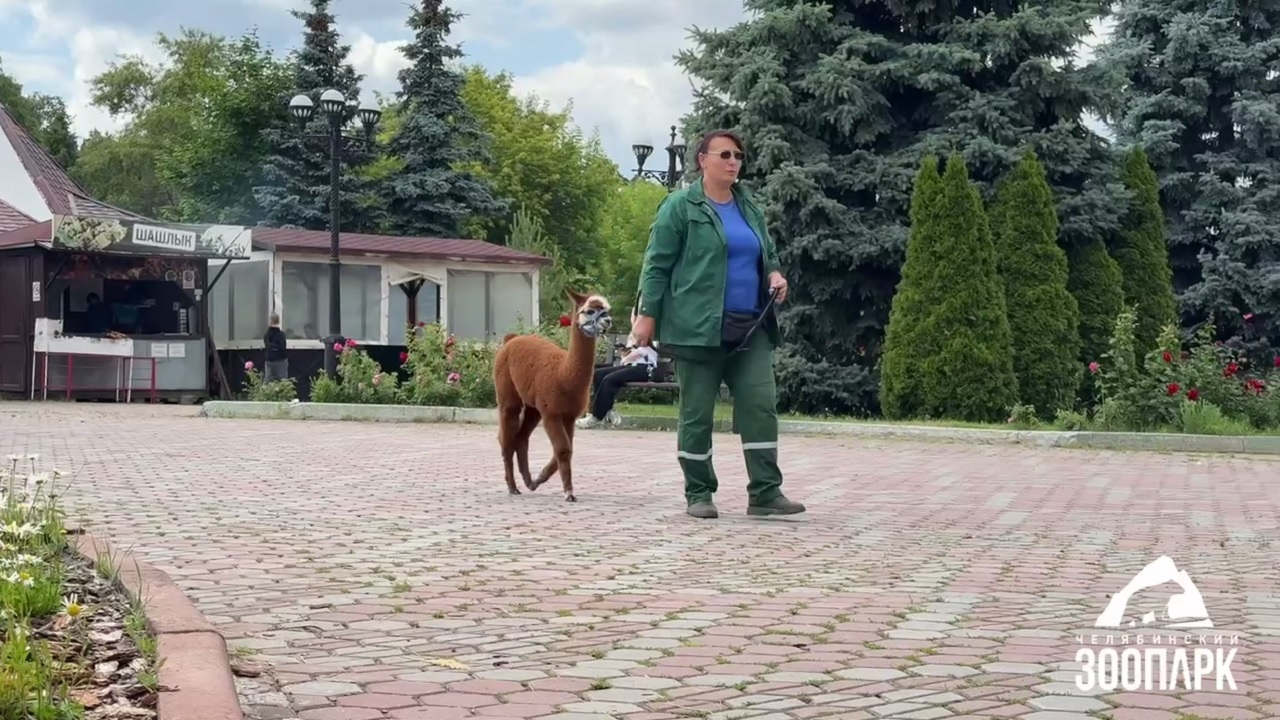 Альпака Карамелька из зоопарка Челябинска вышла на первую прогулку Альпака Карамелька из зоопарка Челябинска вышла на первую прогулку