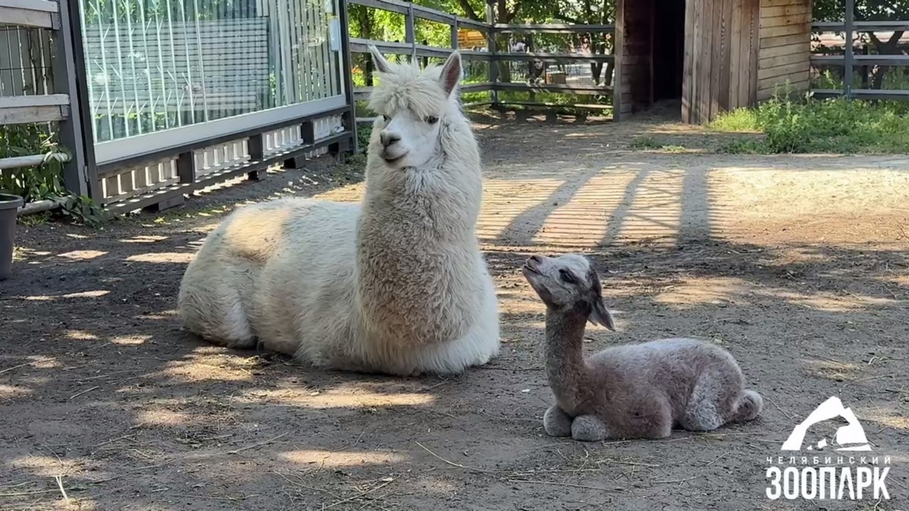 Емеля весь в отца: в челябинском зоопарке родился малыш альпака