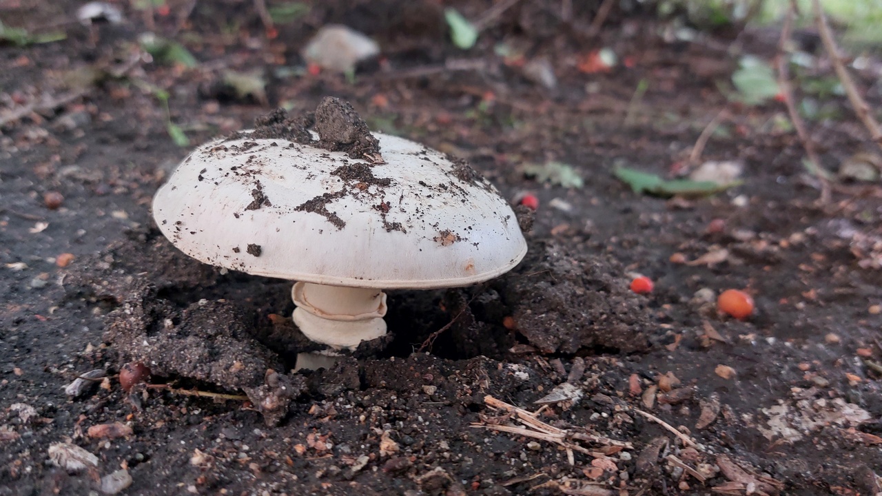 Ученый назвал самые ядовитые грибы в Челябинской области