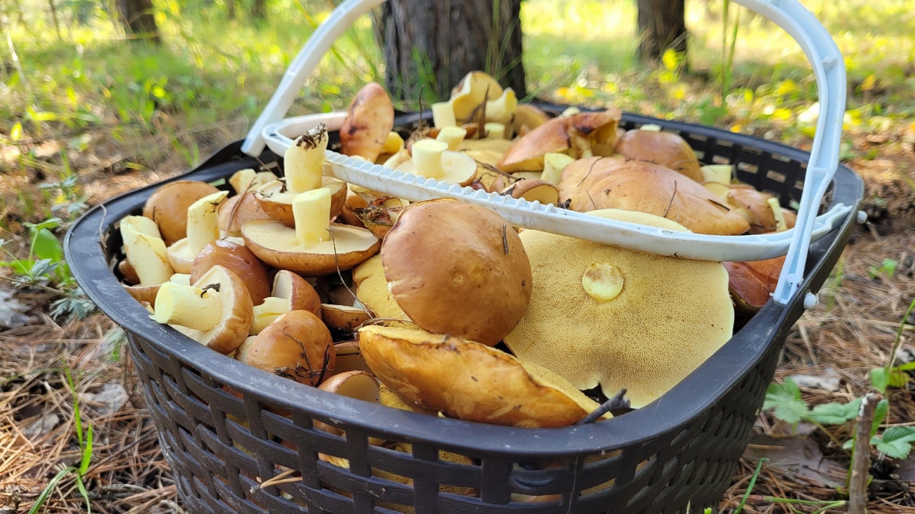 Жителям Челябинска рассказали, как избежать отравления грибами Жителям Челябинска рассказали, как избежать отравления грибами