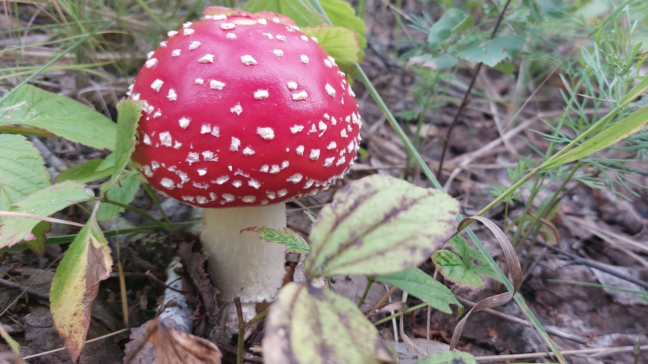 Ученый назвал самые ядовитые грибы в Челябинской области