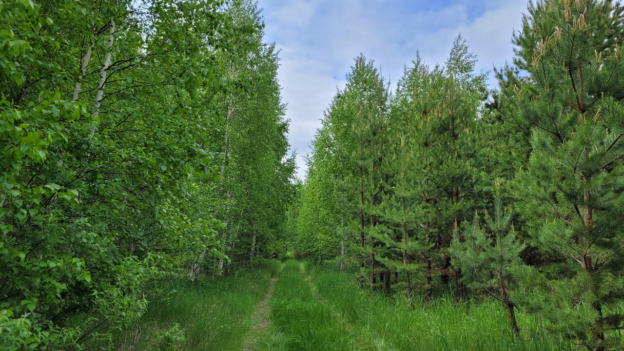 В Челябинской области молодой грибник увяз в болоте и погиб
