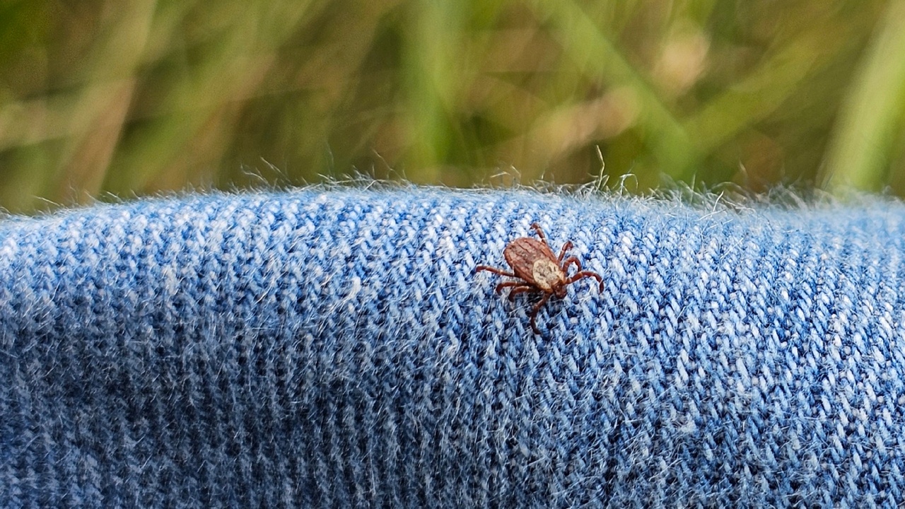 Каждый четвертый клещ в Челябинской области может заразить боррелиозом
