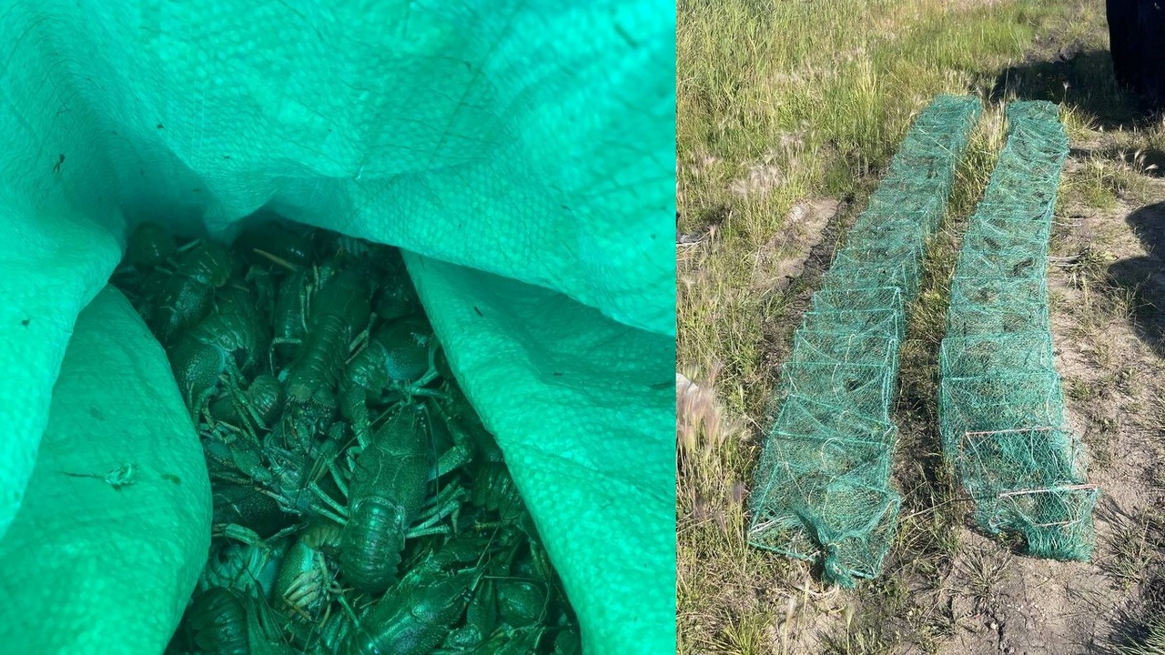 Улов на 100 тысяч: крупный штраф заплатит браконьер из Челябинска за вылов раков Улов на 100 тысяч: крупный штраф заплатит браконьер из Челябинска за вылов раков