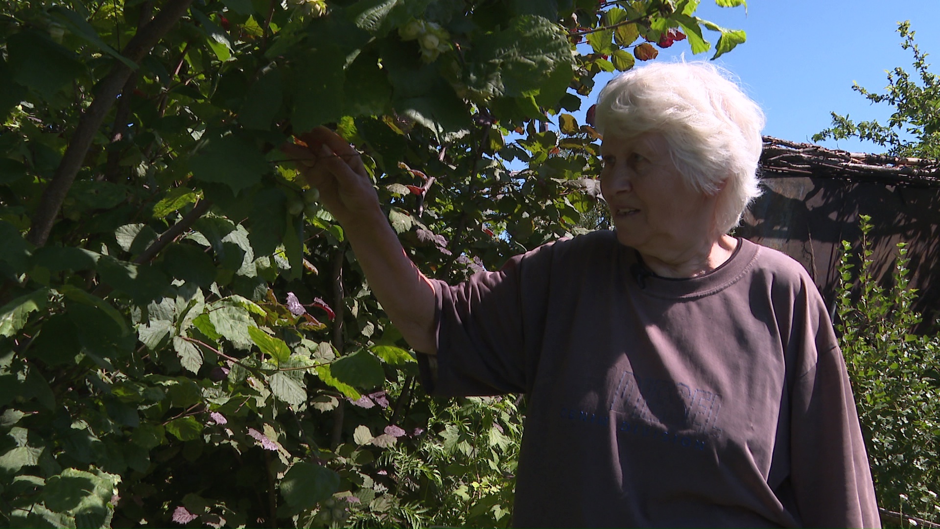 Как вырастить фундук в Челябинске – секреты от опытных садоводов