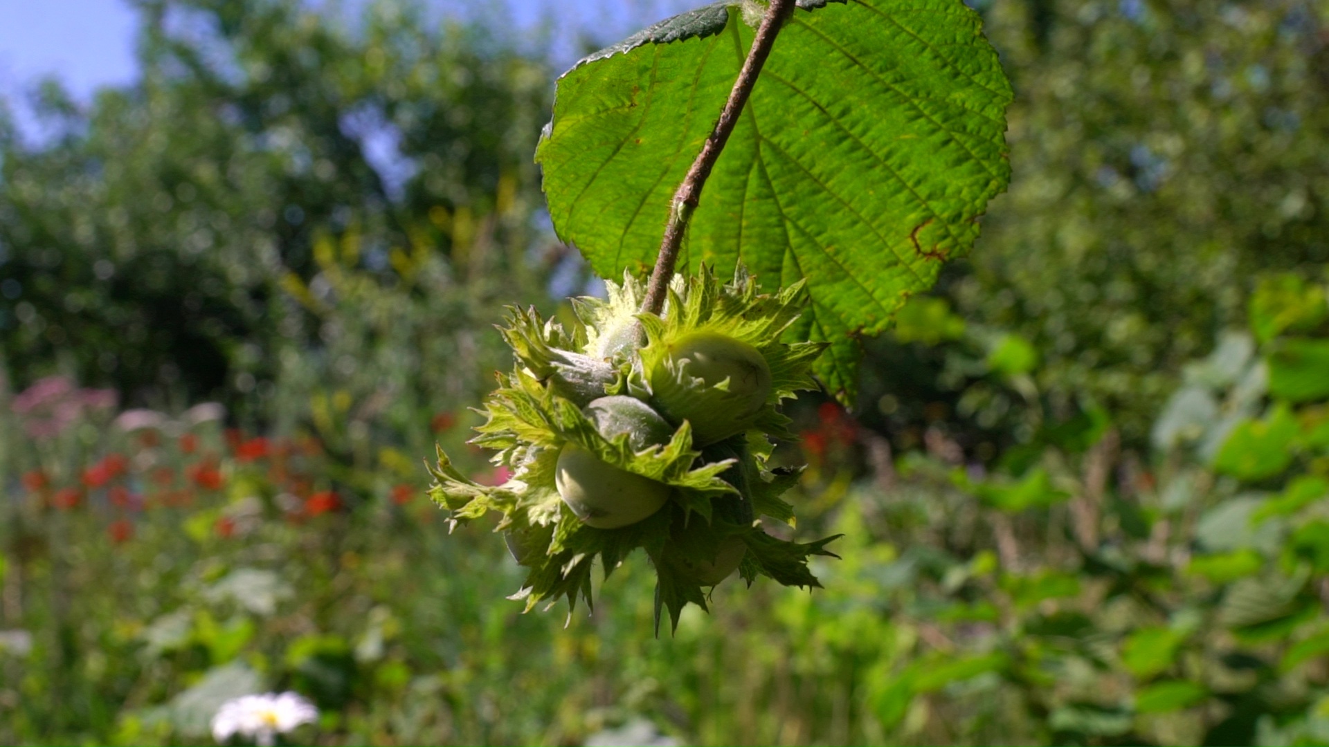 Как вырастить фундук в Челябинске – секреты от опытных садоводов