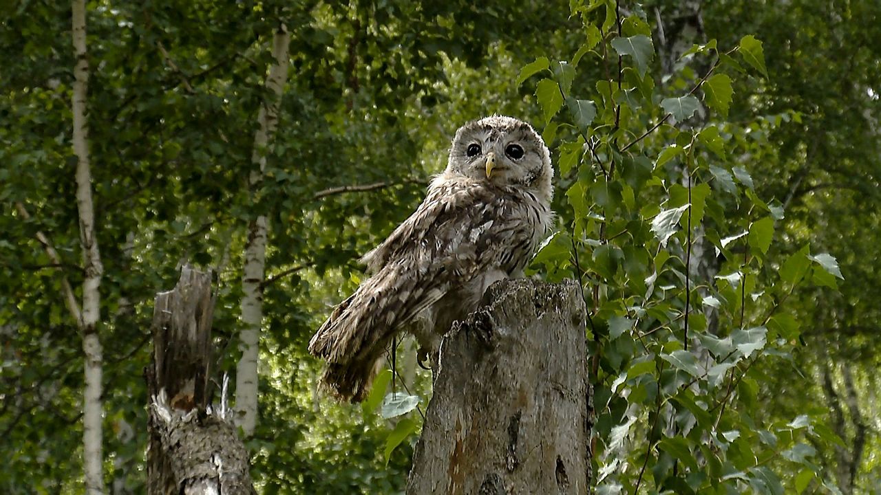 По голосам и следам: в лесах Челябинской области считают диких животных По голосам и следам: в лесах Челябинской области считают диких животных
