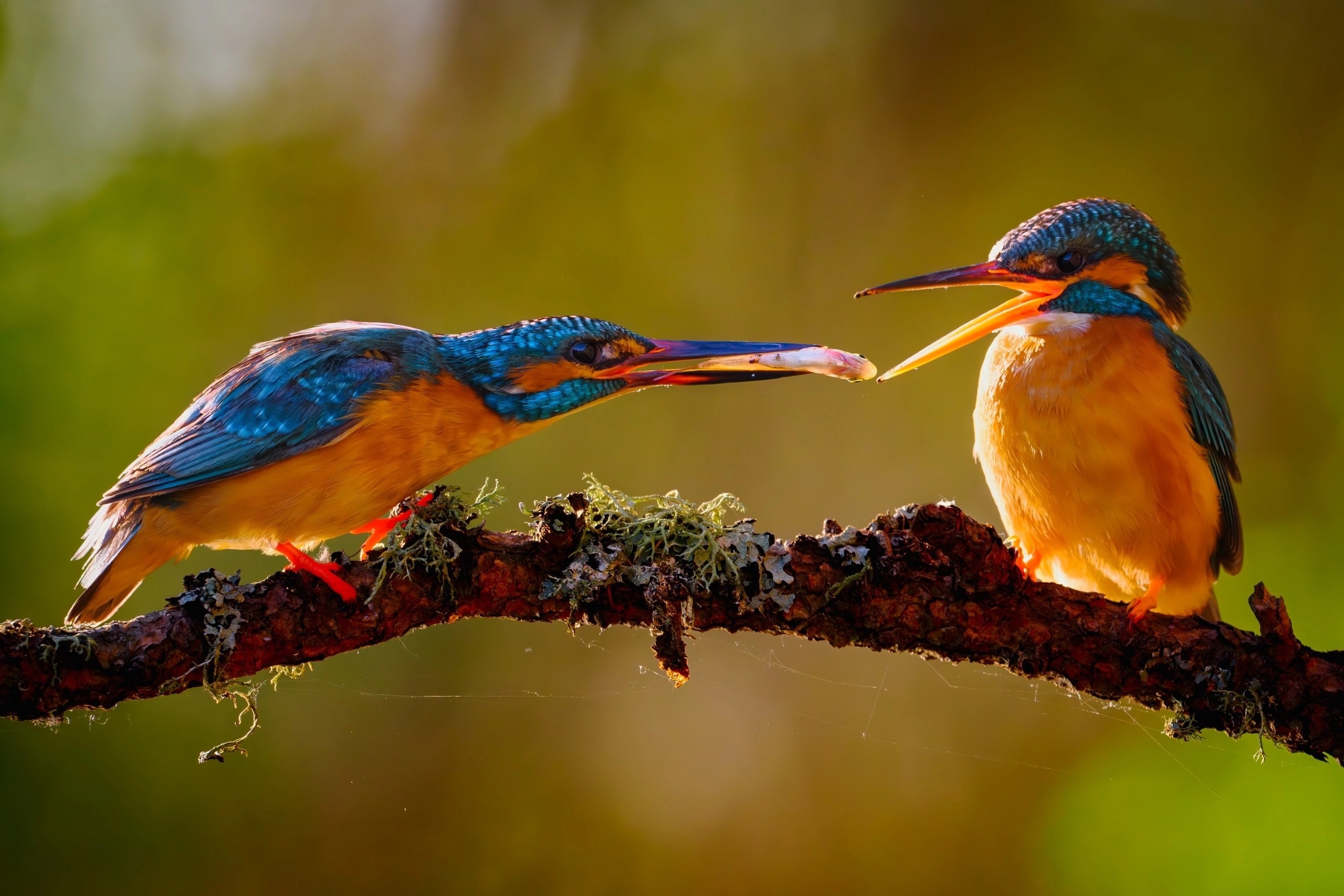 Райские птицы: в Челябинской области у зимородков появились птенцы Райские птицы: в Челябинской области у зимородков появились птенцы