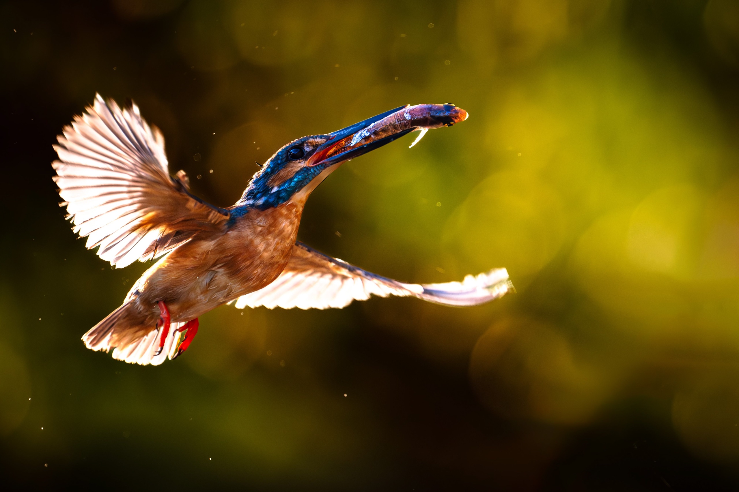 Райские птицы: в Челябинской области у зимородков появились птенцы Райские птицы: в Челябинской области у зимородков появились птенцы