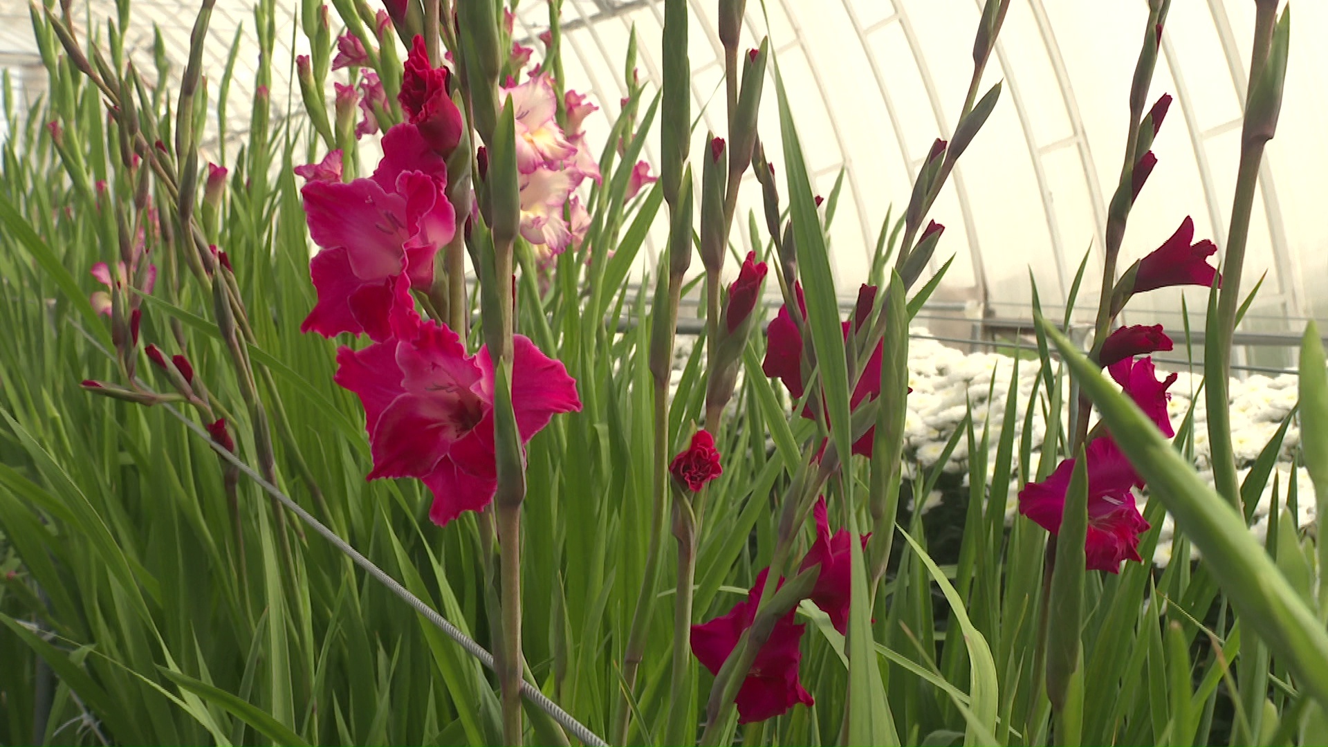 Цветы лучше импортных выращивают к 1 сентября в Челябинской области