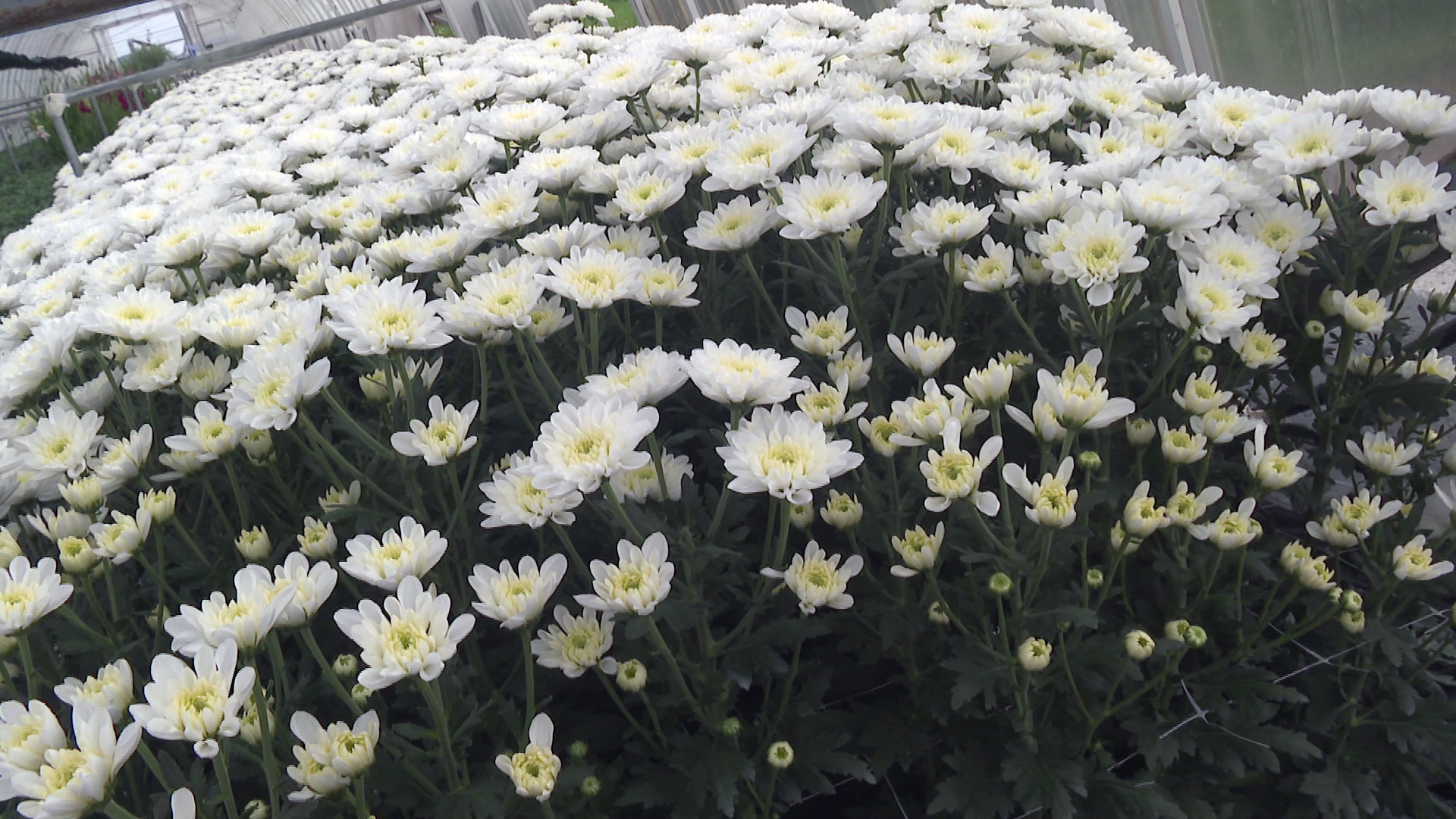 Цветы лучше импортных выращивают к 1 сентября в Челябинской области