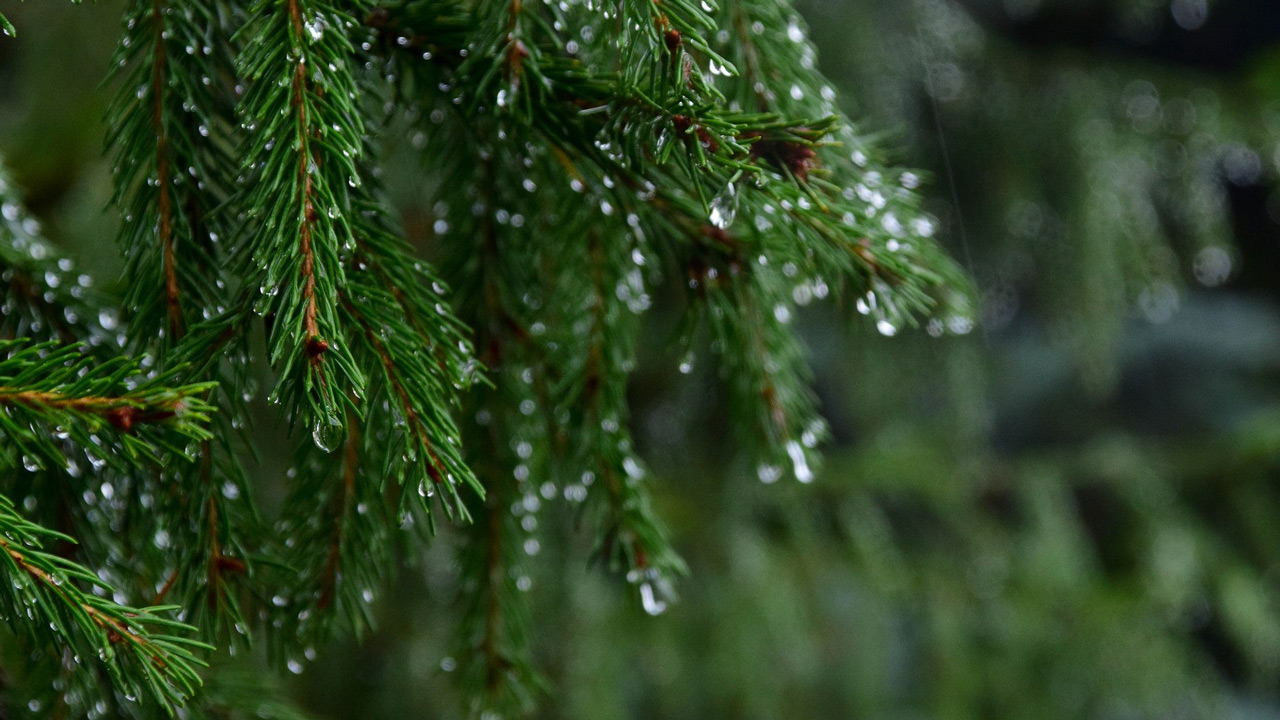 Дожди с грозами и порывистый ветер прогнозируют в Челябинской области