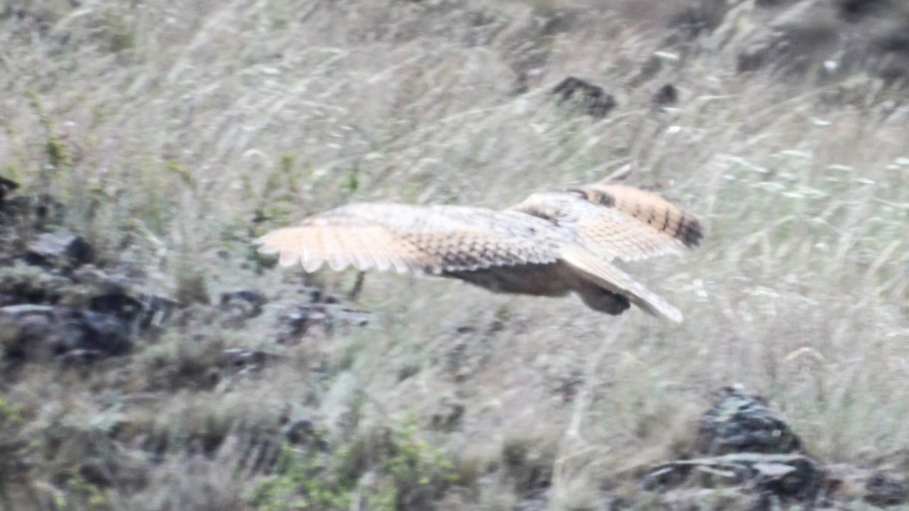 Ночной краснокнижный охотник: филина заметили в Челябинской области