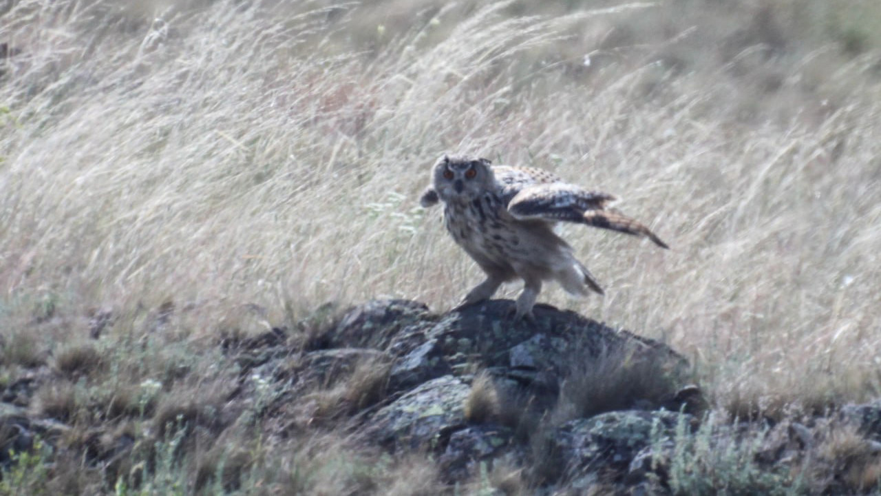 Ночной краснокнижный охотник: филина заметили в Челябинской области