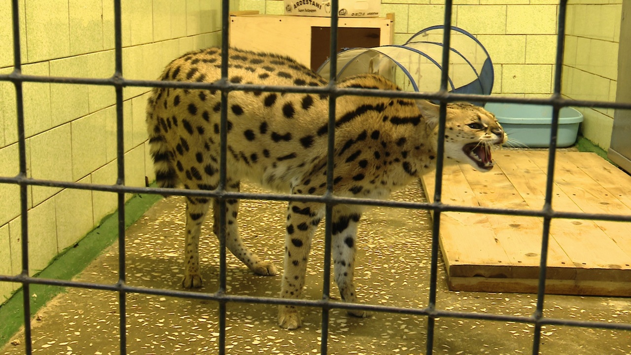 К Международному дню кошек зоопарк Челябинска показал милых хищников