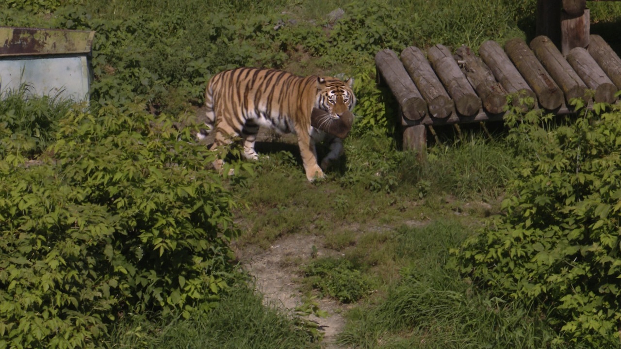 К Международному дню кошек зоопарк Челябинска показал милых хищников