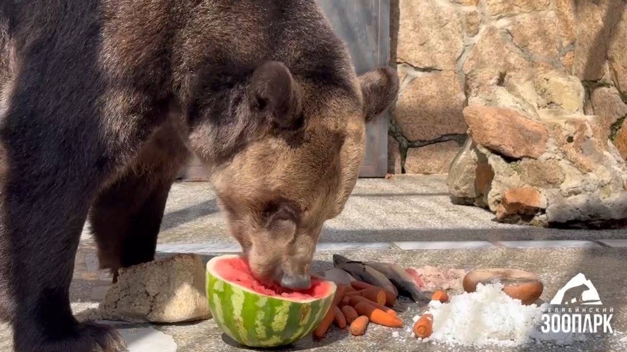 Спасение от жары: в челябинском зоопарке показали, как медведи лакомятся арбузами