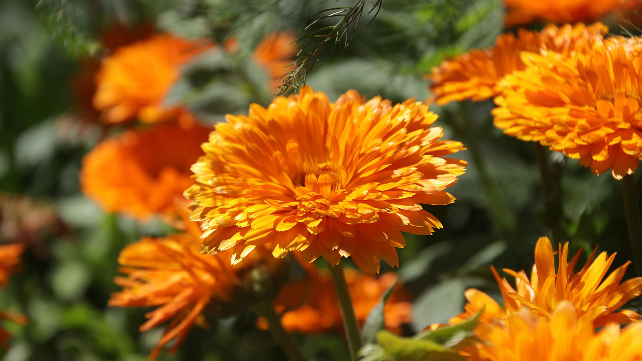 Гидрометцентр рассказал, каким будет август в Челябинской области