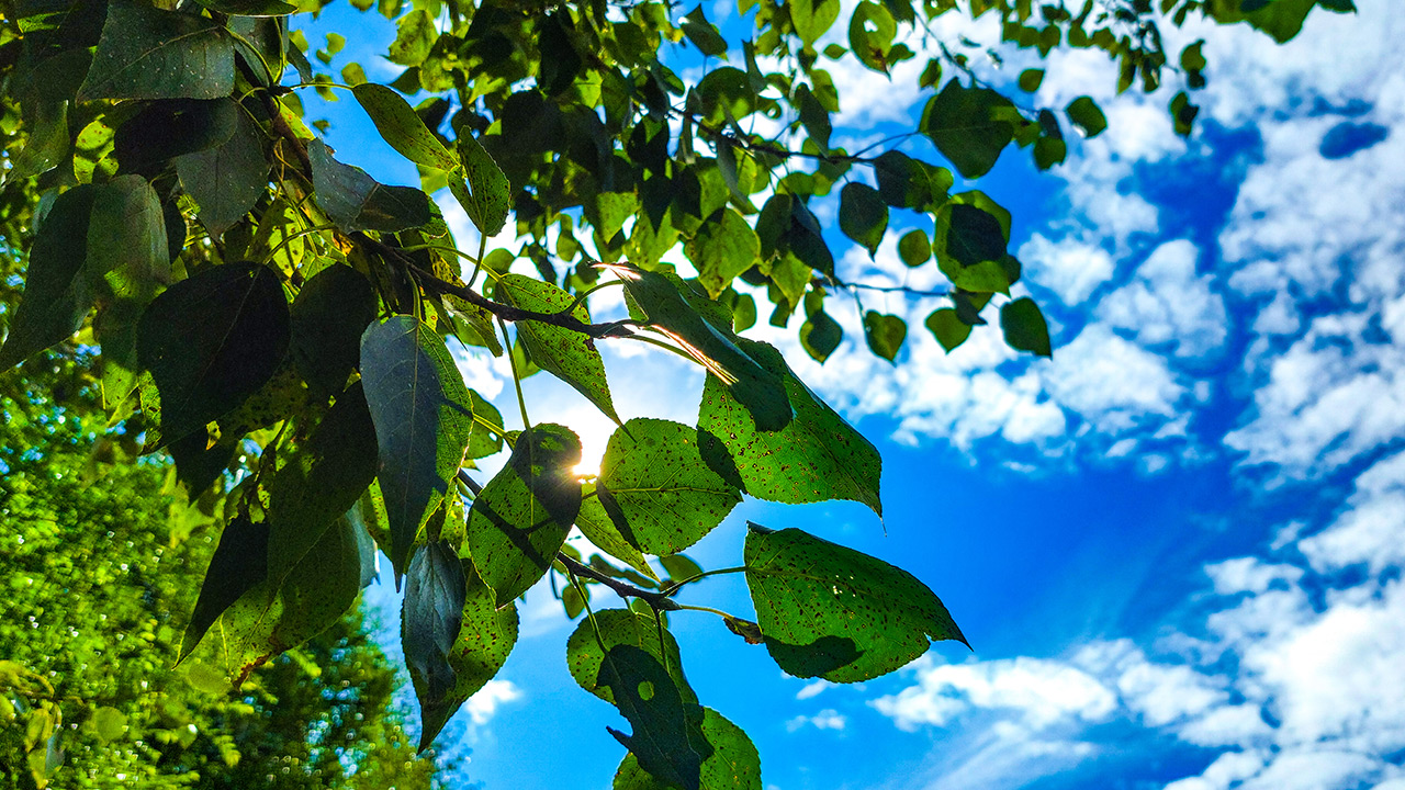 Грозы и 30-градусную жару прогнозируют синоптики в Челябинской области
