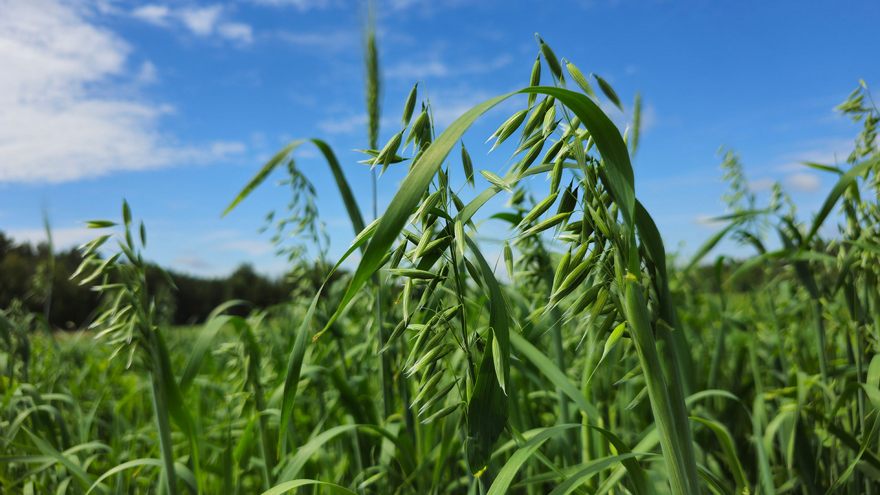 Студентов учат выращивать урожай: практика организованы в крупных хозяйствах Урала