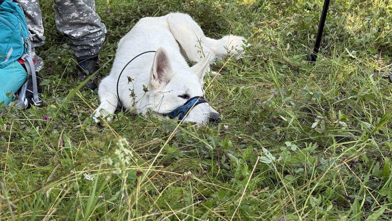 В Челябинской области собаки-спасатели показали умения в экстремальных ситуациях В Челябинской области собаки-спасатели показали умения в экстремальных ситуациях