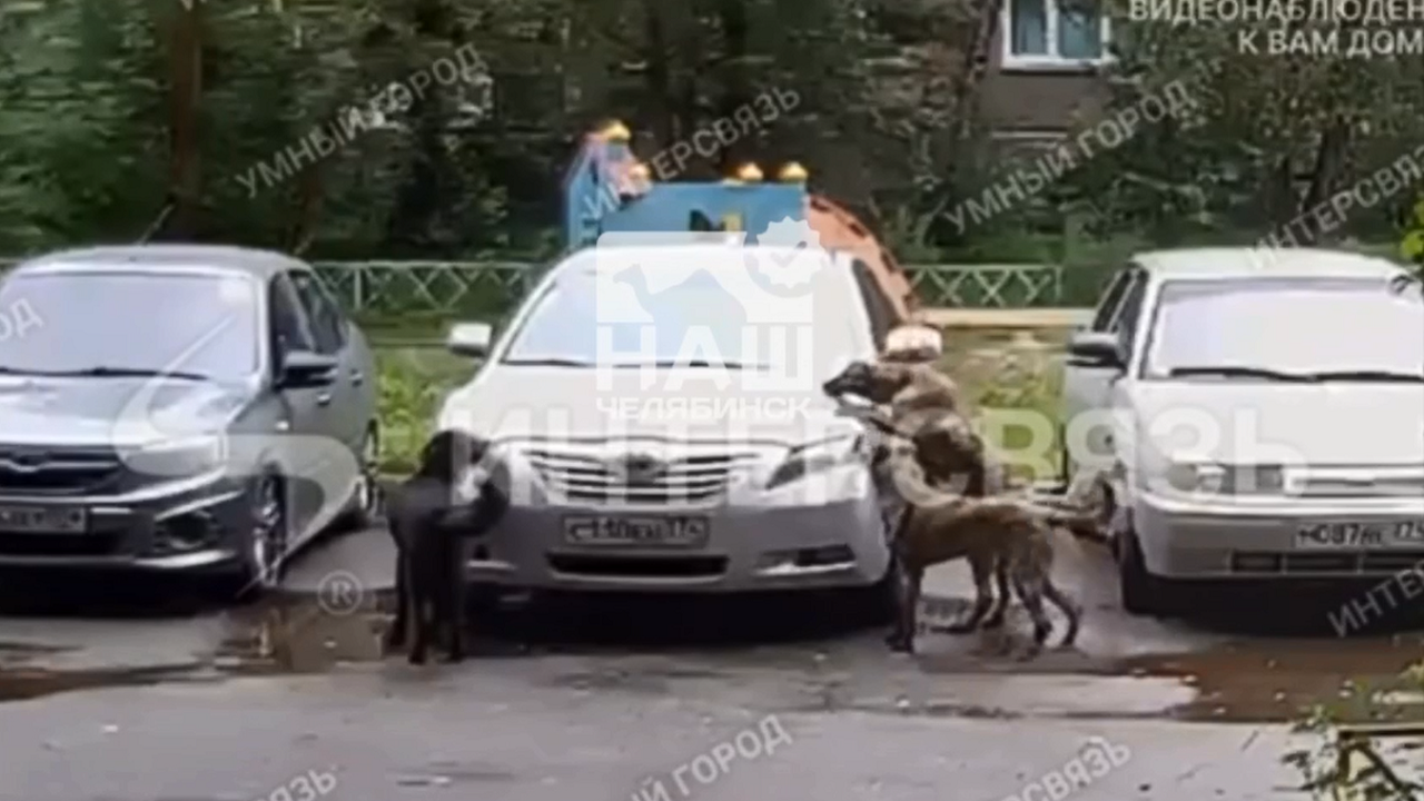 Бродячие собаки терроризируют жителей Челябинска