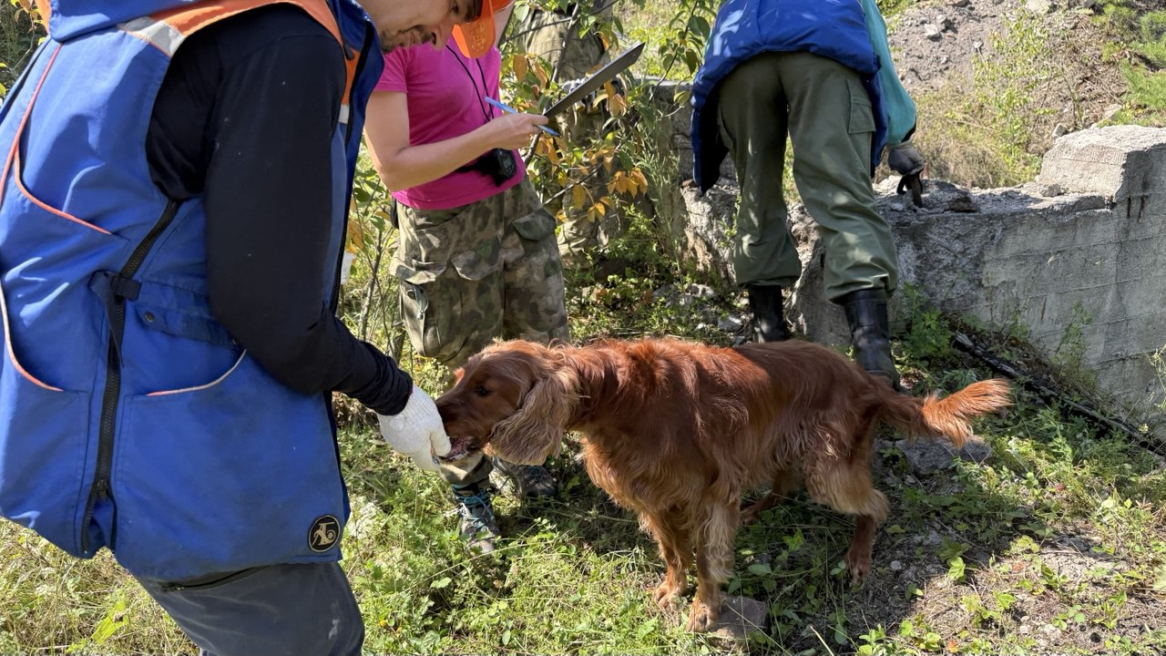 В Челябинской области собаки-спасатели показали умения в экстремальных ситуациях В Челябинской области собаки-спасатели показали умения в экстремальных ситуациях