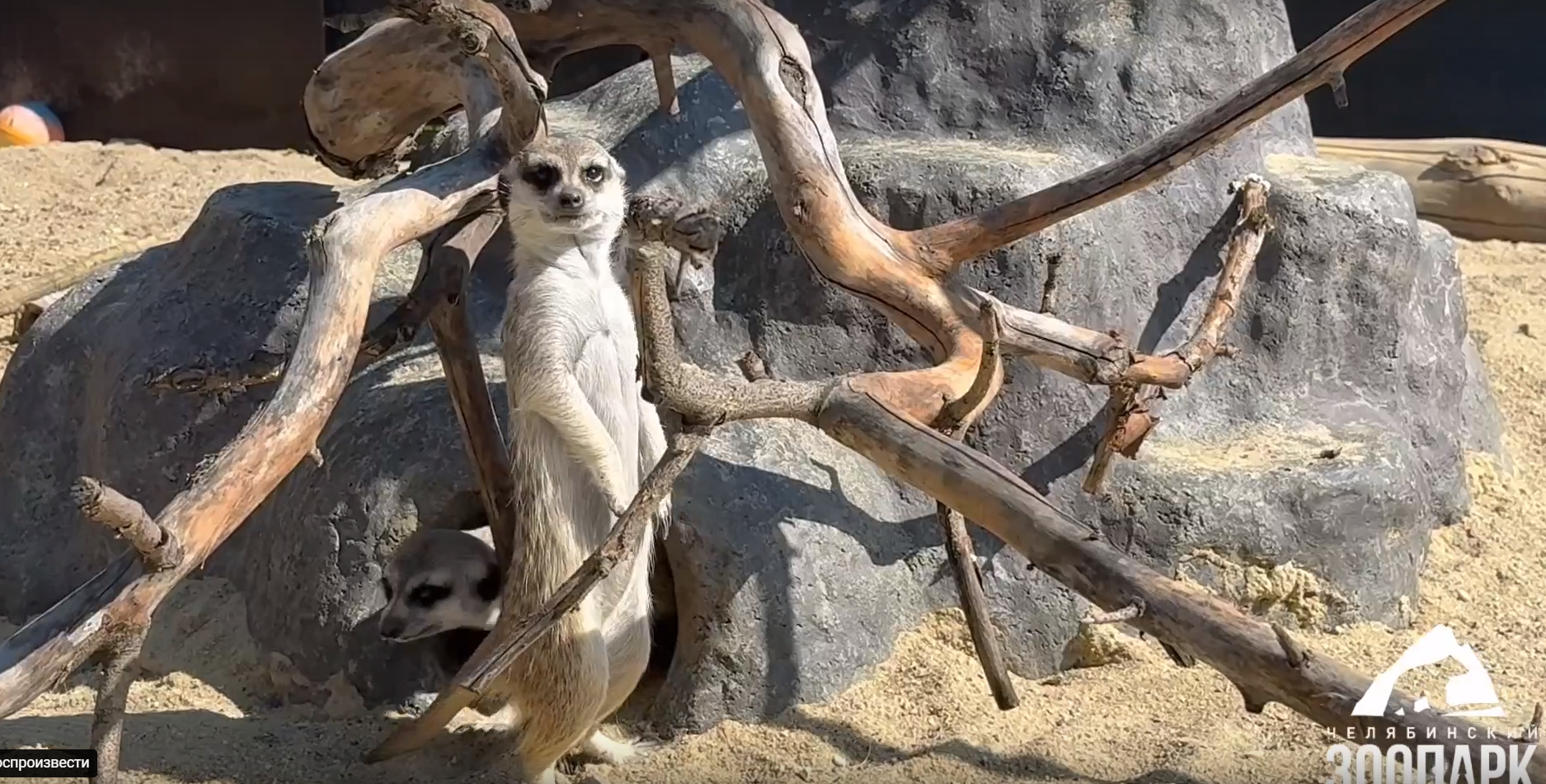 Сурикаты из Челябинского зоопарка наслаждаются теплыми днями
