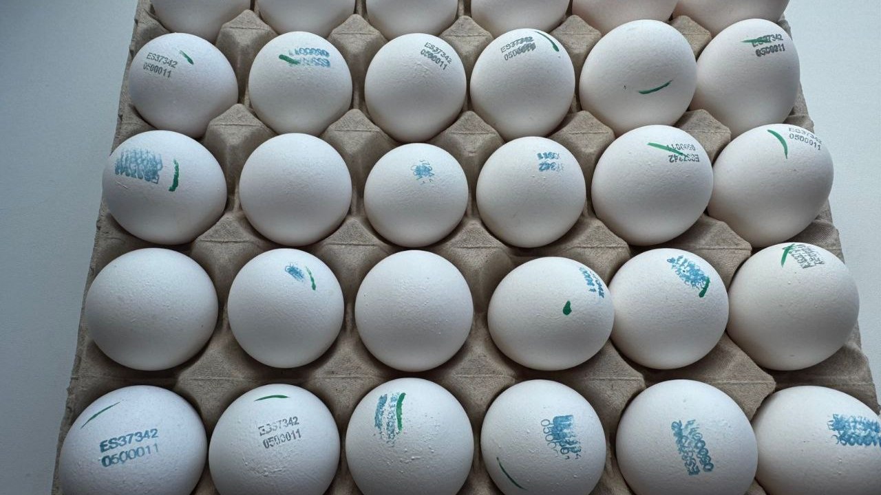 В Челябинской области будут выращивать кур из испанских яиц