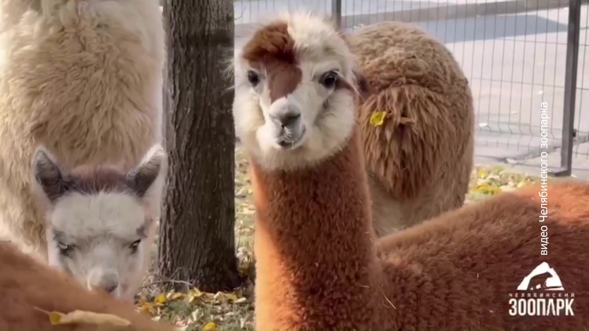 Два милых питомца из челябинского зоопарка переезжают в Московскую область