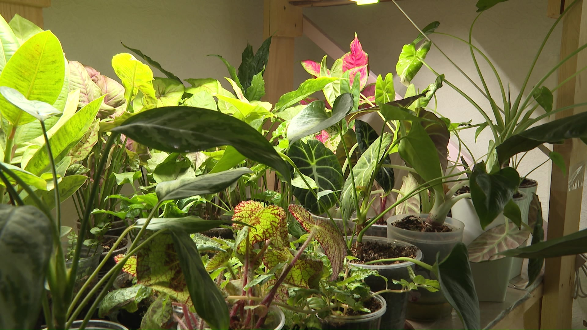 Коллекционер домашних цветов из Челябинска раскрыла секреты зимнего ухода за растениями 