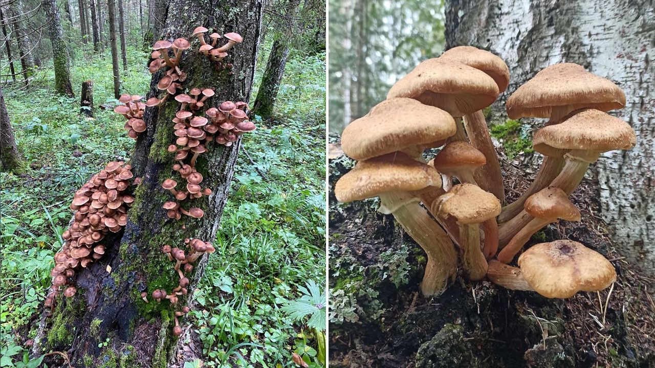 Таинственный мир грибов: в Челябинской области обнаружили "волчье вымя" 