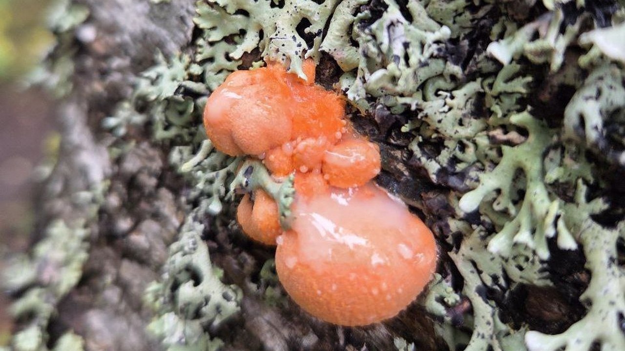Таинственный мир грибов: в Челябинской области обнаружили "волчье вымя" 