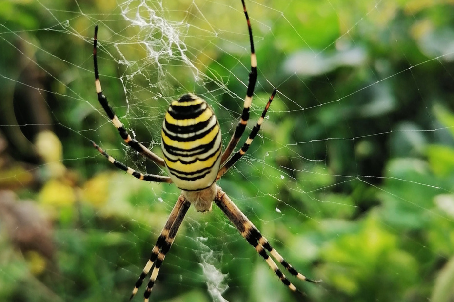 Ядовитые пауки-осы: на Урале сообщили о нашествии членистоногих  