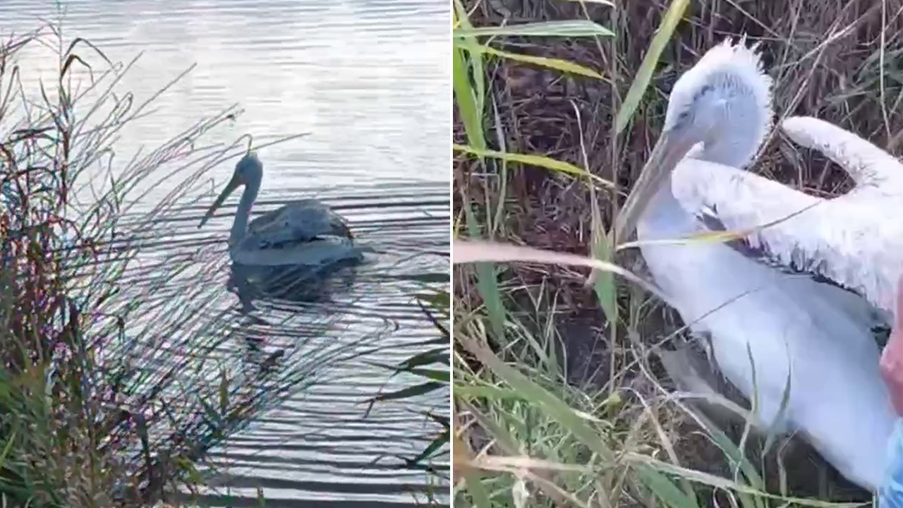 Краснокнижного пеликана выпустили на волю в Челябинской области