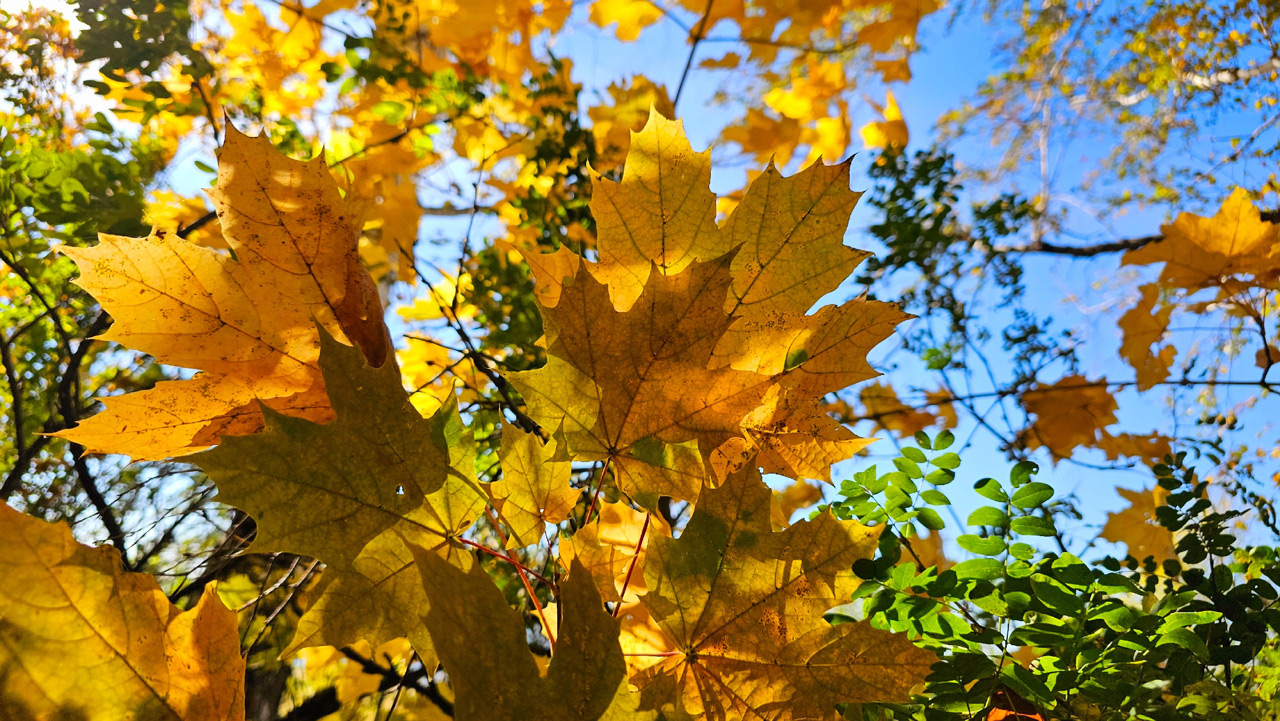 Синоптики рассказали, каким будет сентябрь в Челябинской области