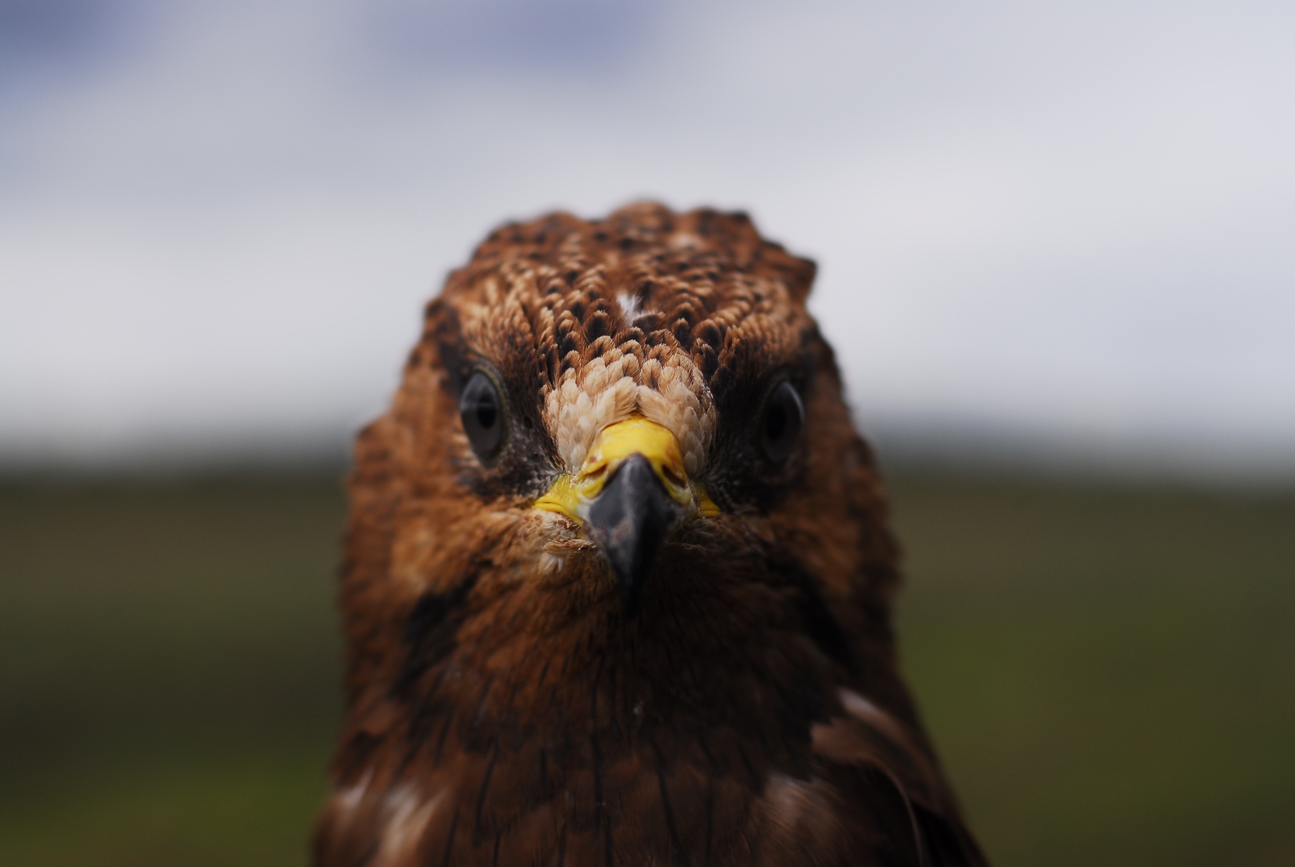 В Челябинской области вылечили и выпустили на свободу двух пернатых хищников 