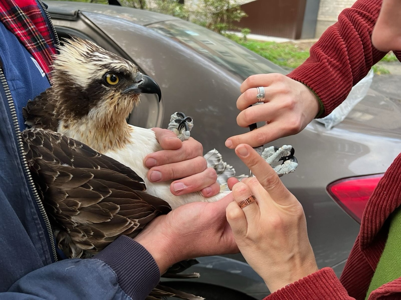 В Челябинской области вылечили и выпустили на свободу двух пернатых хищников 