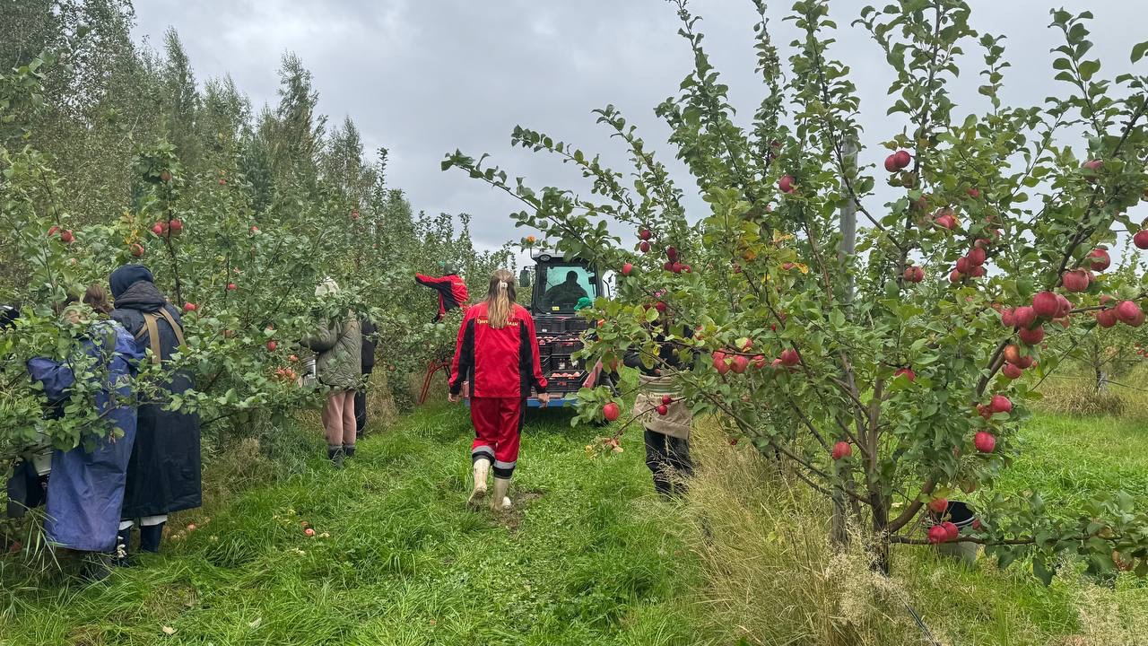 В промышленных садах Челябинской области собирают тонны яблок